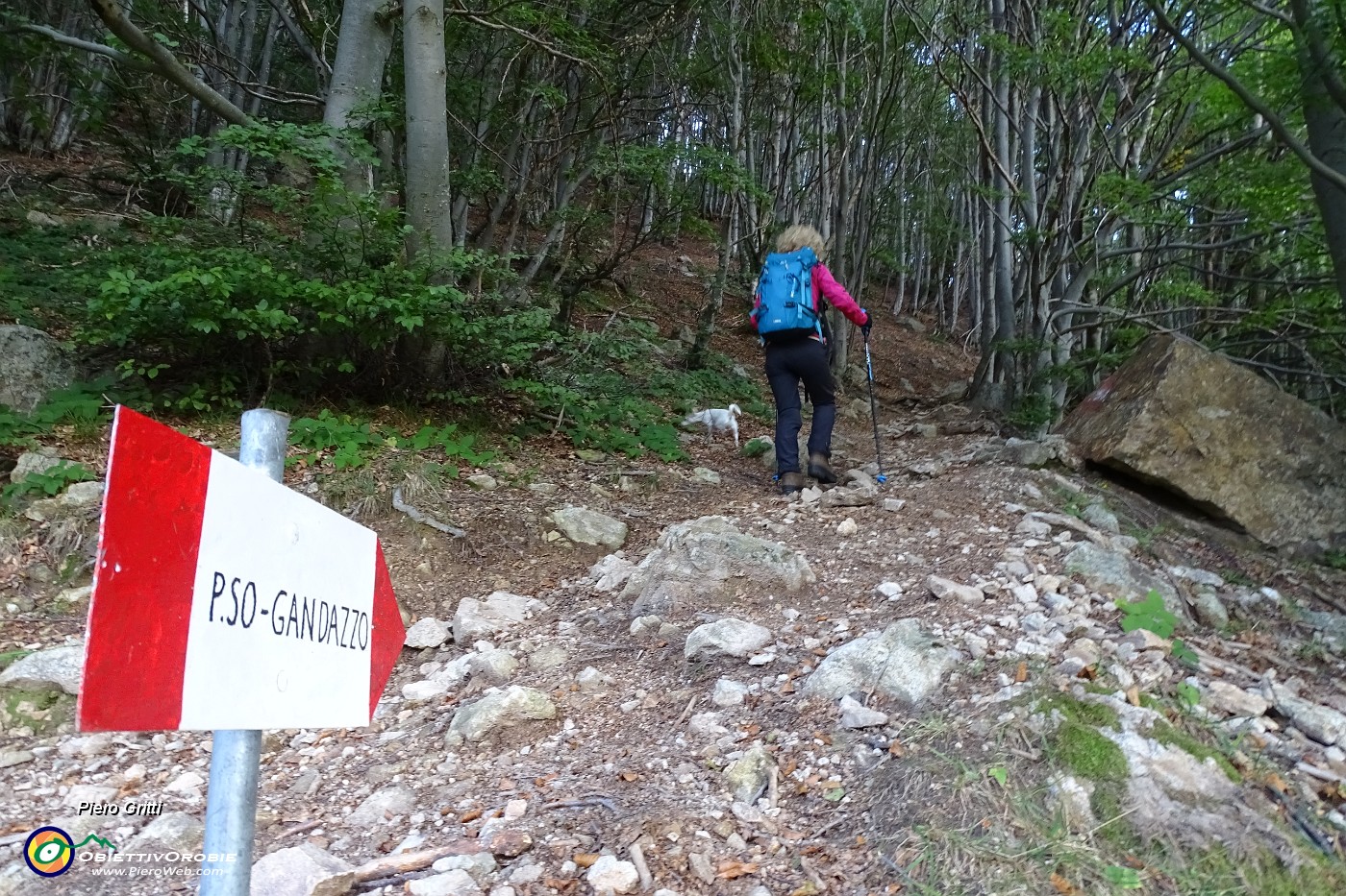 15 Salendo verso il Passo del Gandazzo in faggeta.JPG